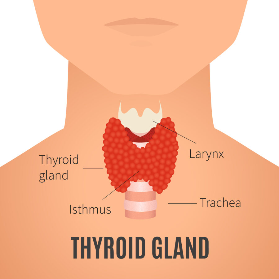 Graphic of thyroid gland to explain what is the thyroid gland