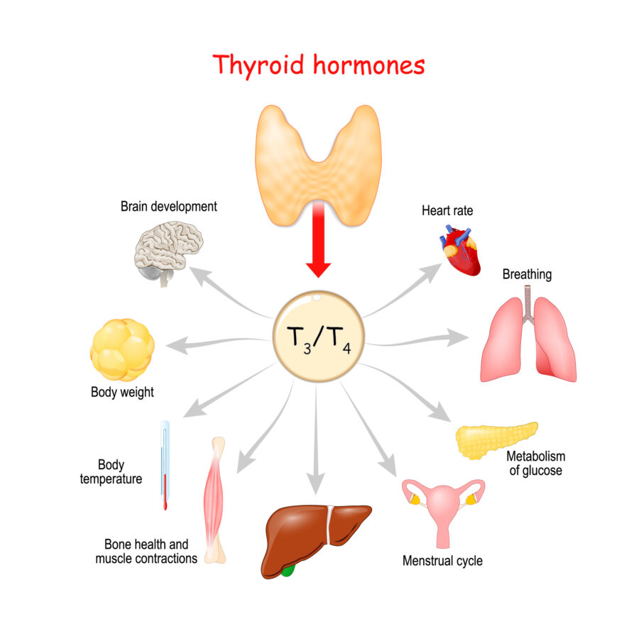 Graphic of thyroid hormones function to explain what does the thyroid gland do